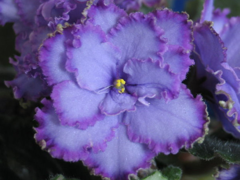 Blue Dragon - Violete Africane iunie 2017