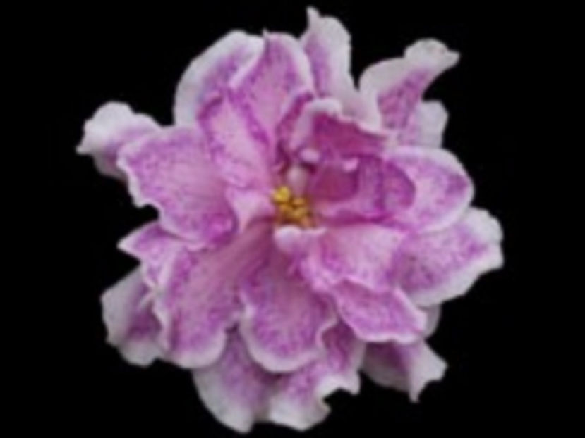 Kings Ransom - Violete Africane iunie 2017