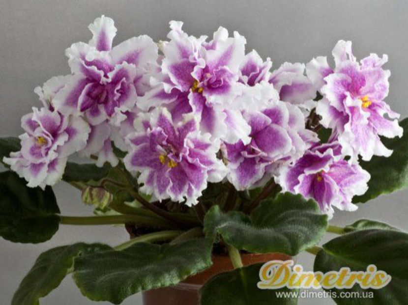 Kings Ransom - Violete Africane iunie 2017