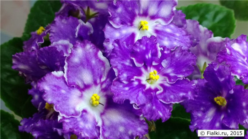 LE Birth of Galaxy - Violete Africane iunie 2017