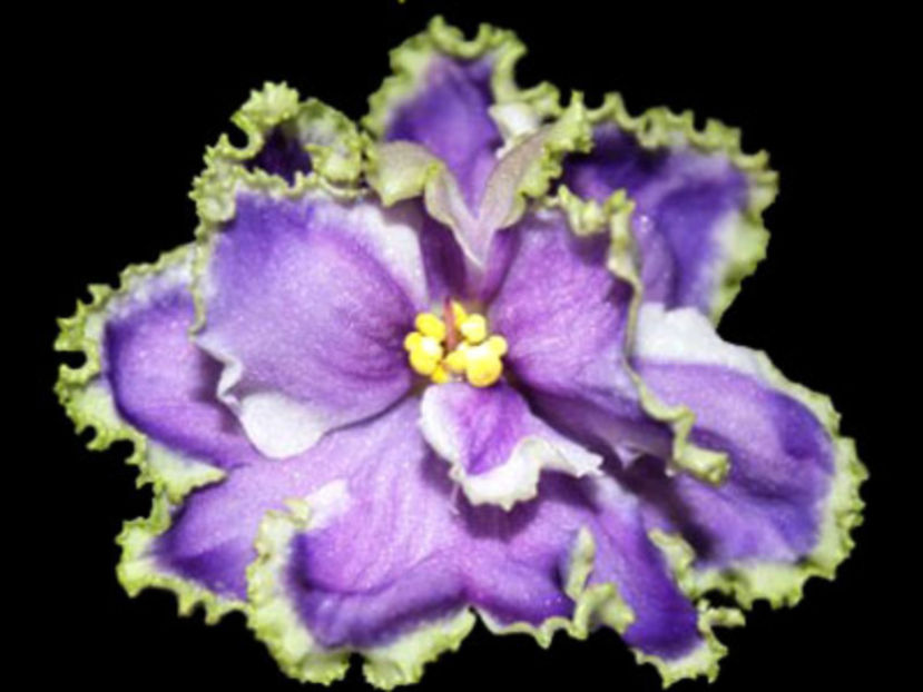 Light Melancholy - Violete Africane iunie 2017