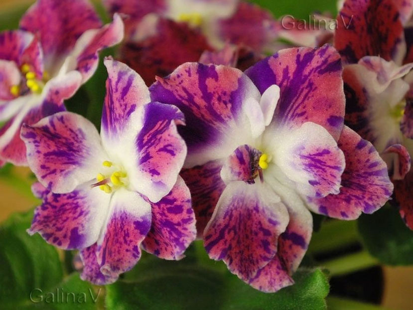 Pavlina - Violete Africane iunie 2017