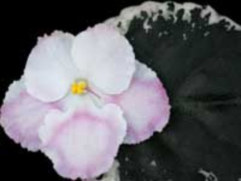 Peppermint Marshmallow - Violete Africane iunie 2017