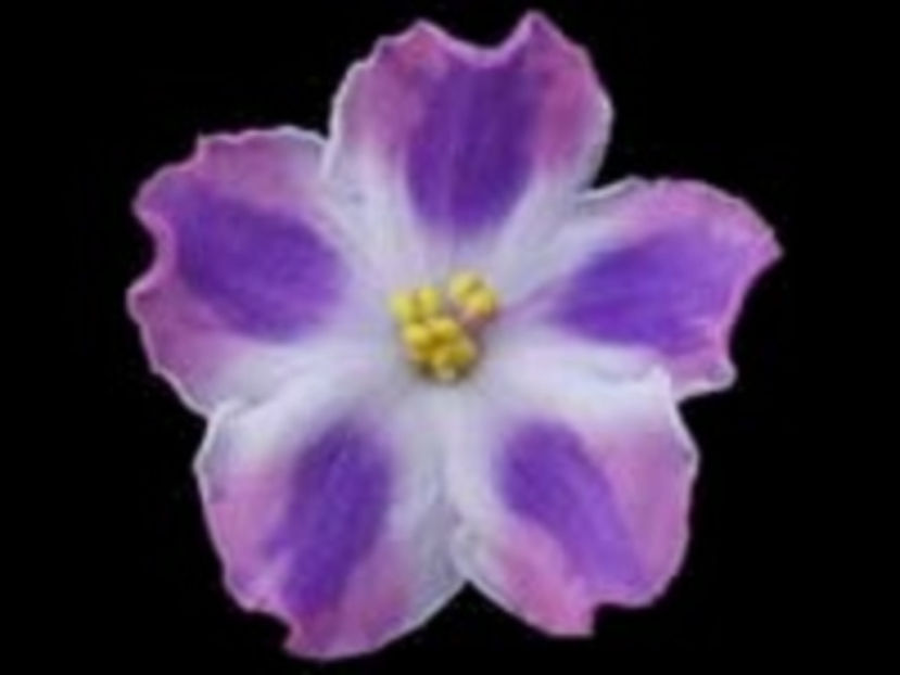 Princess K-Rei chimera - Violete Africane iunie 2017