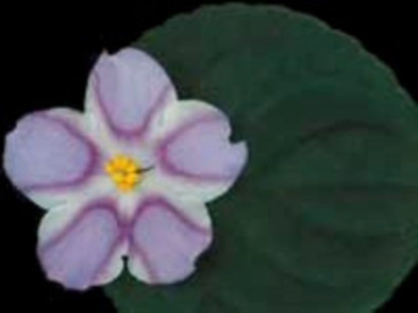 Silk N Lace - Violete Africane iunie 2017