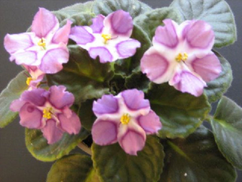 Silk N Lace - Violete Africane iunie 2017