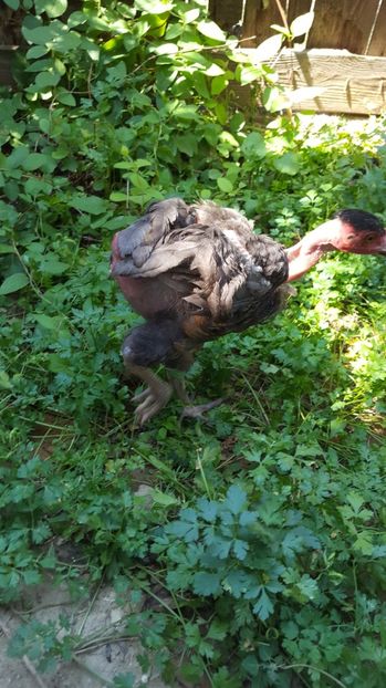 Gat golas friz - Gat golas de transilvania