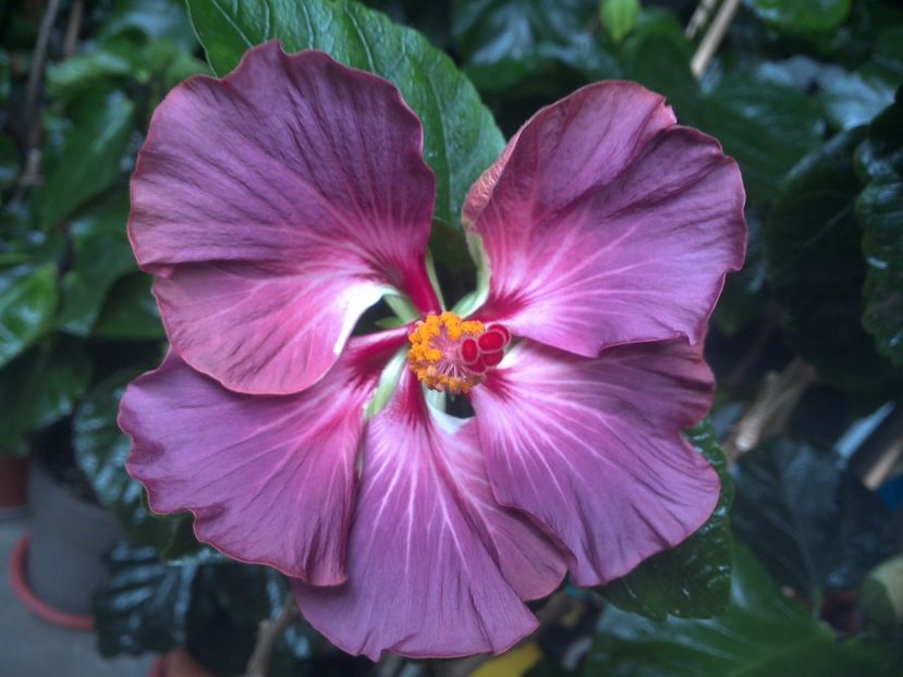 WIN_20170805_093352 - Sea Grape