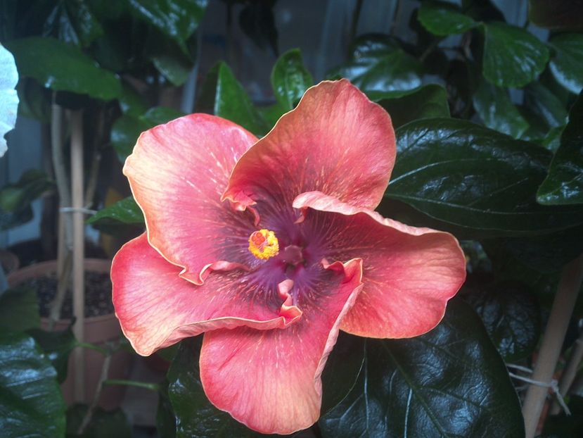 WIN_20170805_093149 - Moorea Sugar Lady