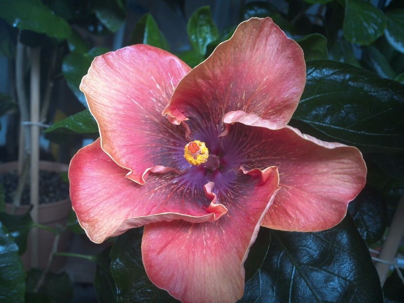 WIN_20170805_093154 - Moorea Sugar Lady