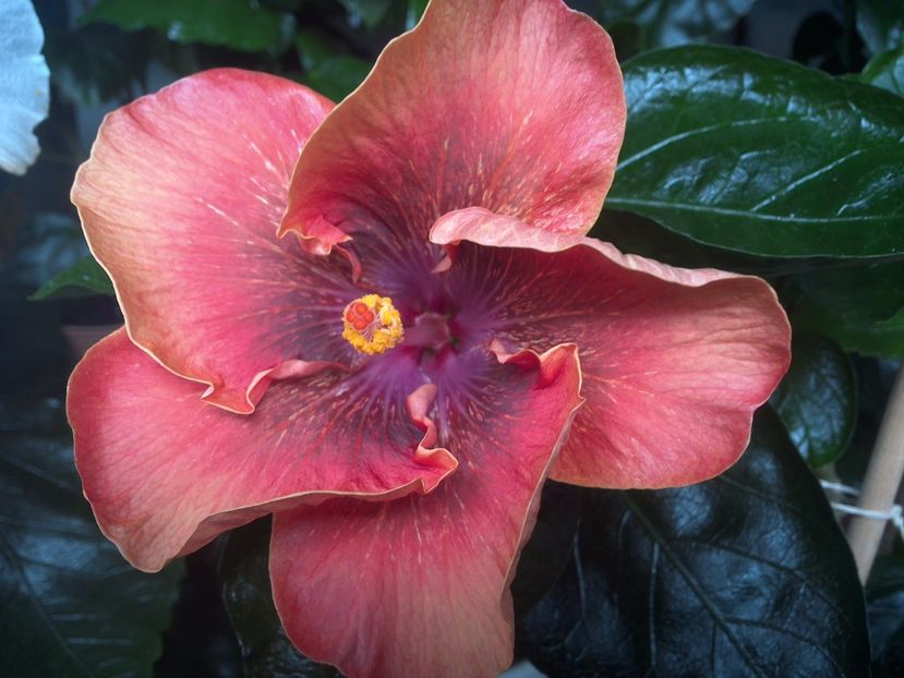 WIN_20170805_093456 - Moorea Sugar Lady