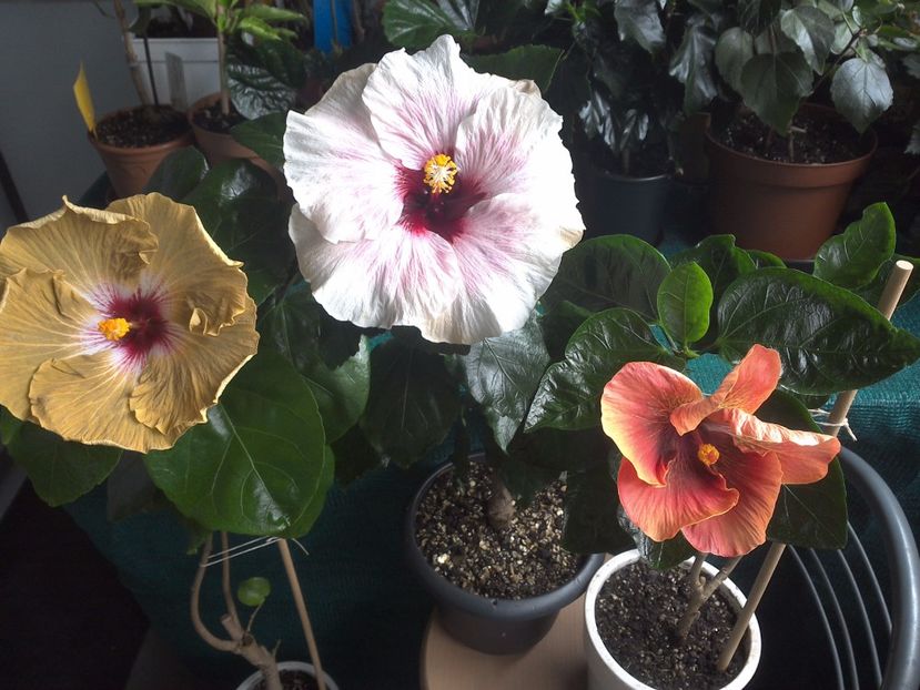 WIN_20170805_093748 - 03Hibiscus