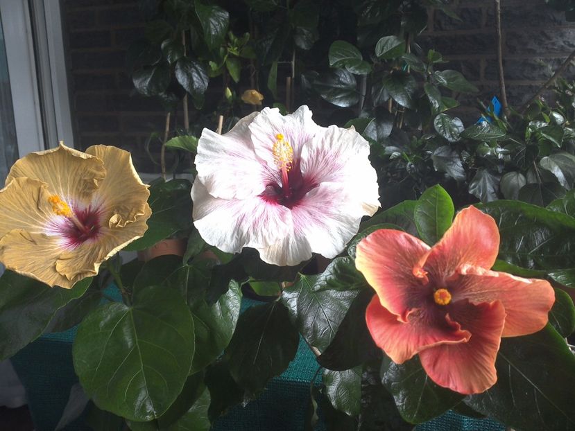 WIN_20170805_093819 - 03Hibiscus