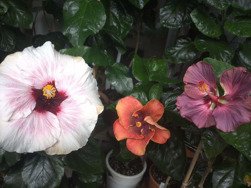 WIN_20170805_093222 - 03Hibiscus