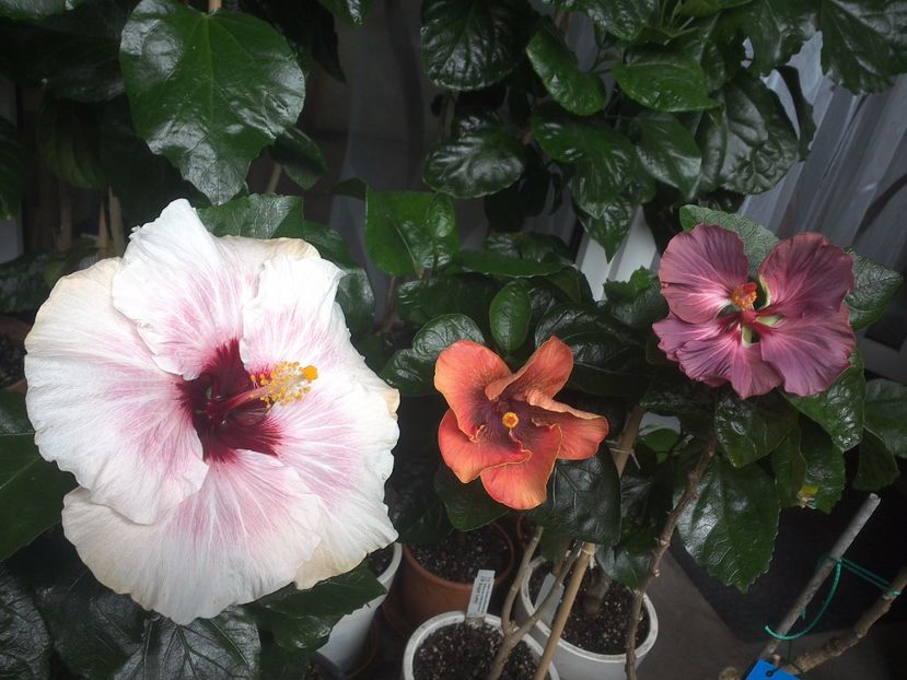 WIN_20170805_093236 - 03Hibiscus