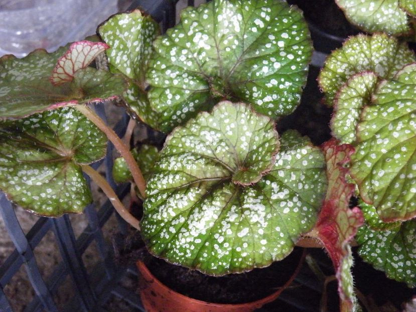 fantasy - Colectie begonia