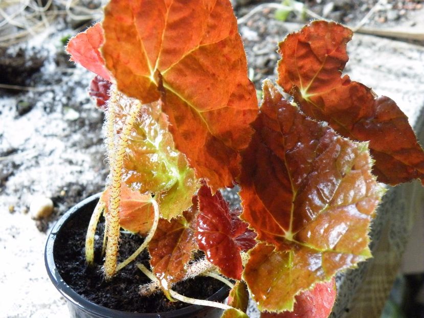 autumn embers - Colectie begonia