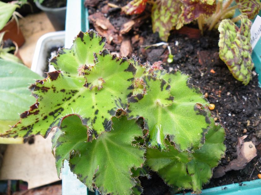 shamus - Colectie begonia