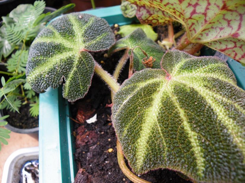 soli-mutata - Colectie begonia