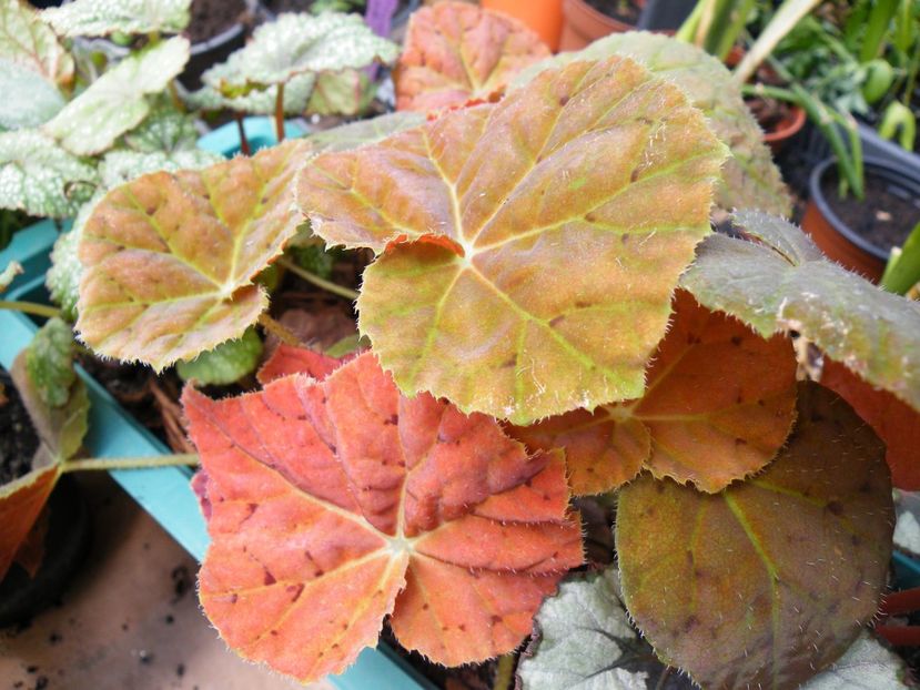 autumn embers - Colectie begonia