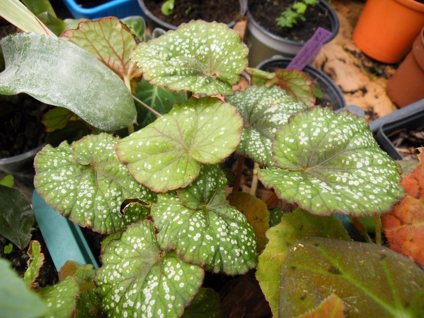 fantasy - Colectie begonia