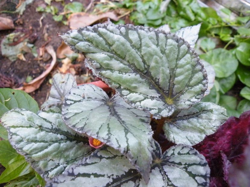 fairy - Colectie begonia
