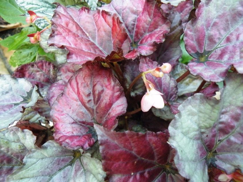 redbull - Colectie begonia