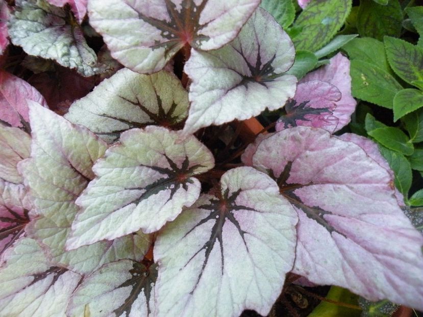 shadow king pink ? - Colectie begonia