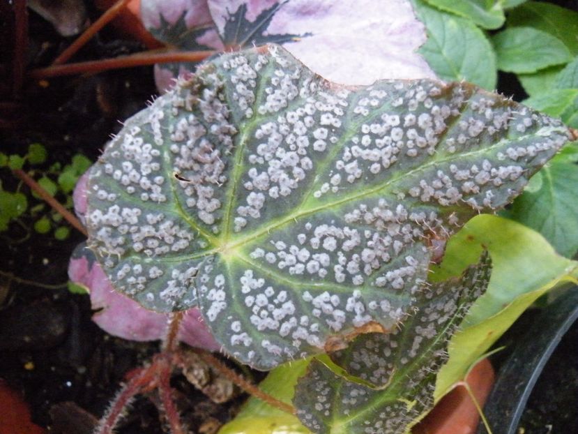 de elegans - Colectie begonia
