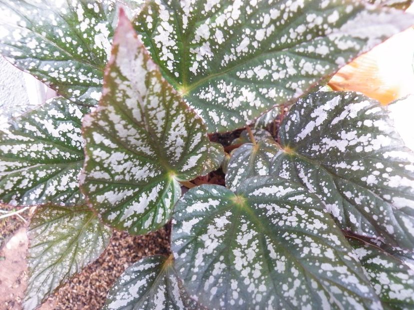 jolly silver - Colectie begonia
