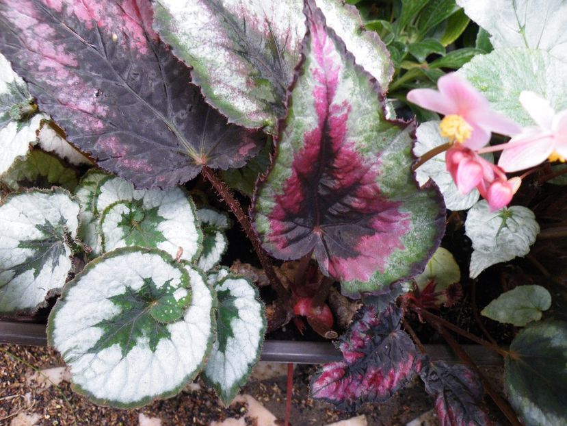 red tango - Colectie begonia