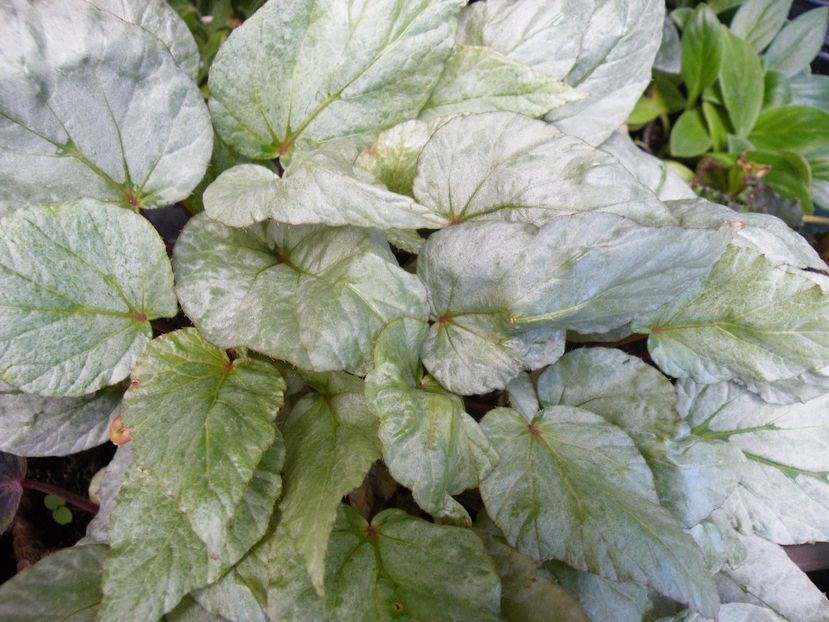 silver limbo - Colectie begonia