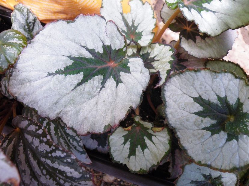 first blush - Colectie begonia