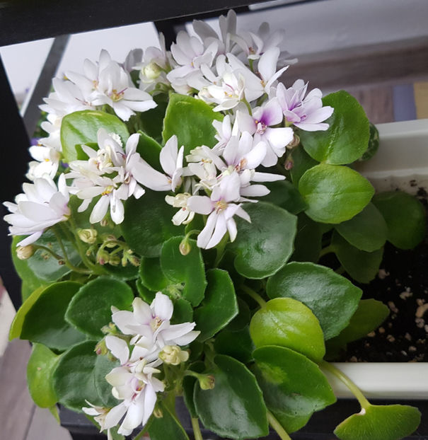 Broadway Star Trail - Violete Africane august 2016