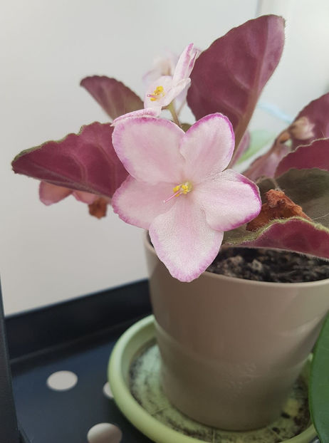 Glitter Surprise - Violete Africane august 2016