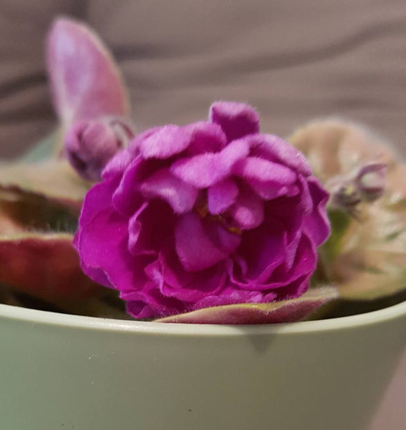 RS Princessa Viszenk - Violete africane octombrie 2015