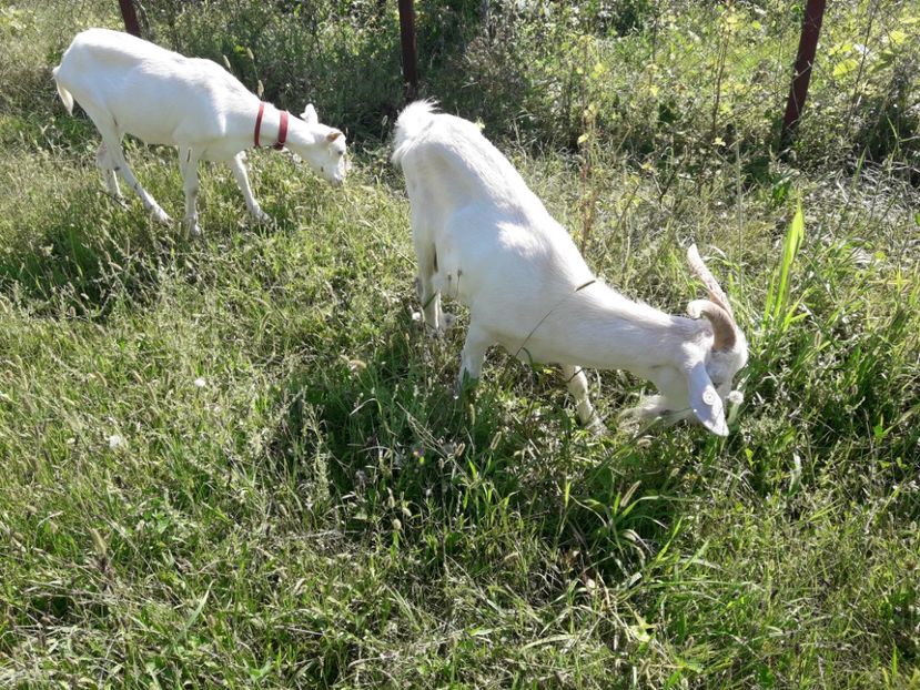  - Caprite Saanen 2017