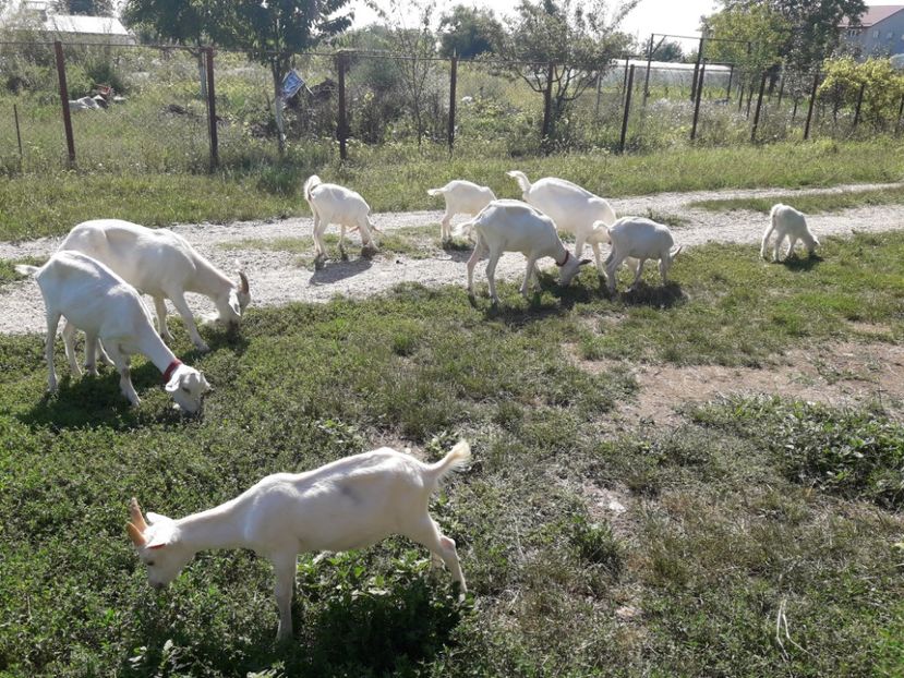  - Caprite Saanen 2017