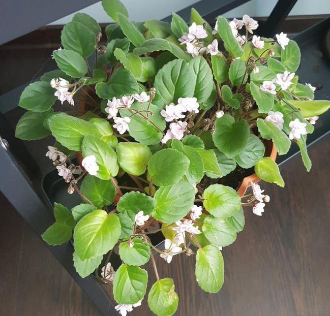 Rob s Vanilla Trail - Violete Africane august 2016