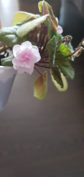 Rob s Vanilla Trail2 - Violete Africane august 2016