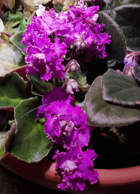 01 - Violete Africane august 2016