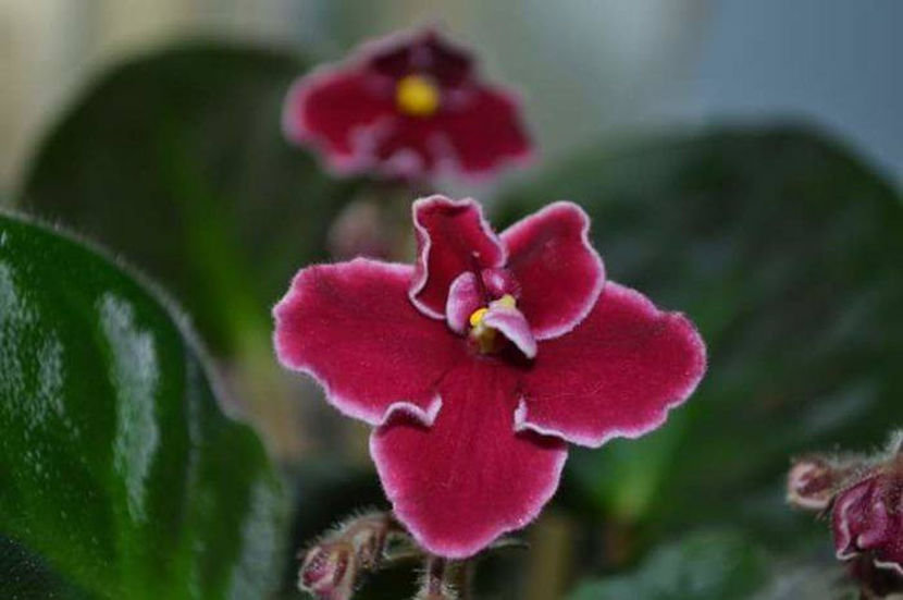 Bob Serbin - Violete africane Dibleys