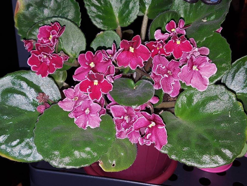 Bob Serbin - Violete africane Dibleys