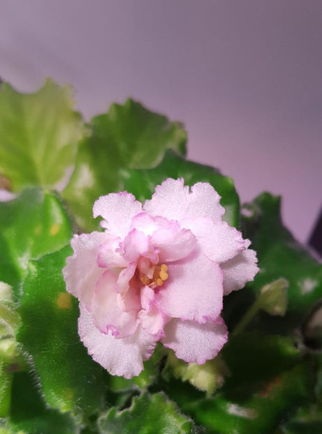 Candy Swirls - Violete africane Dibleys