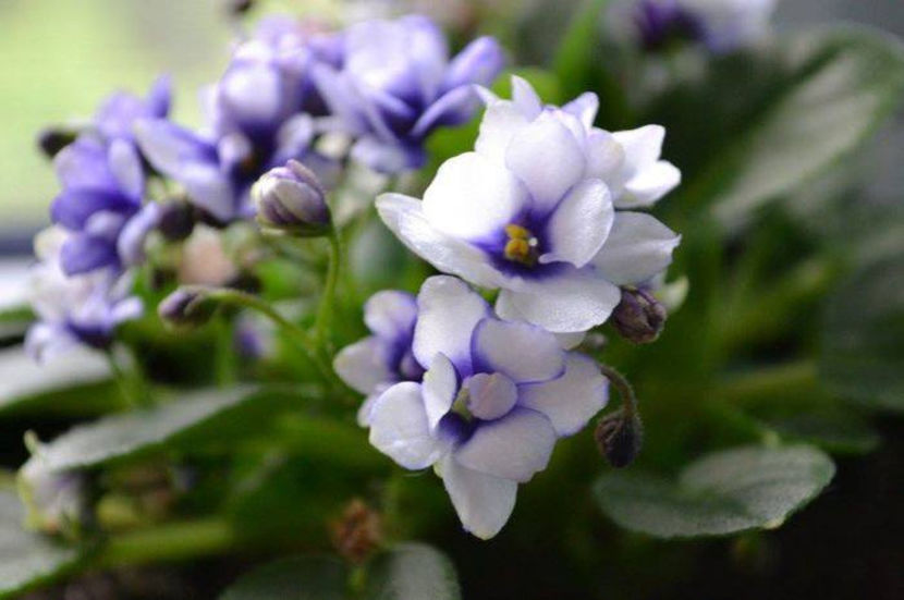 optimara little moonstone - Violete africane Dibleys