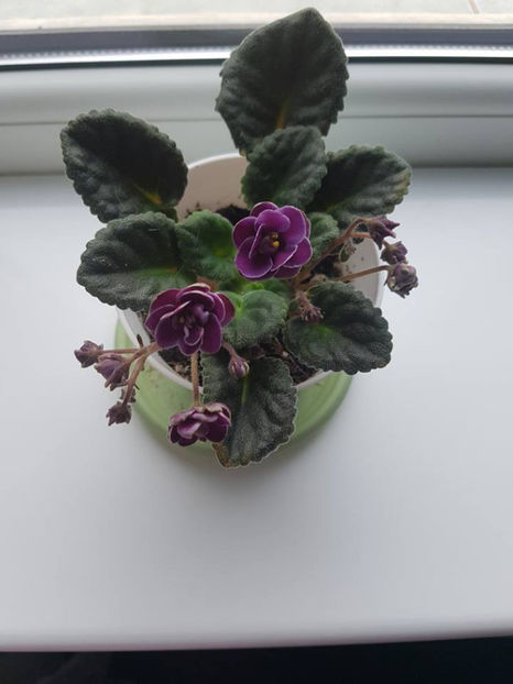 Mac s Nocturne - Violete africane Dibleys