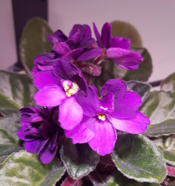 8E Fryderyk Chopin - Violete africane octombrie 2015