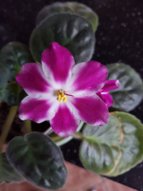 RS - Triumf - Violete africane octombrie 2015