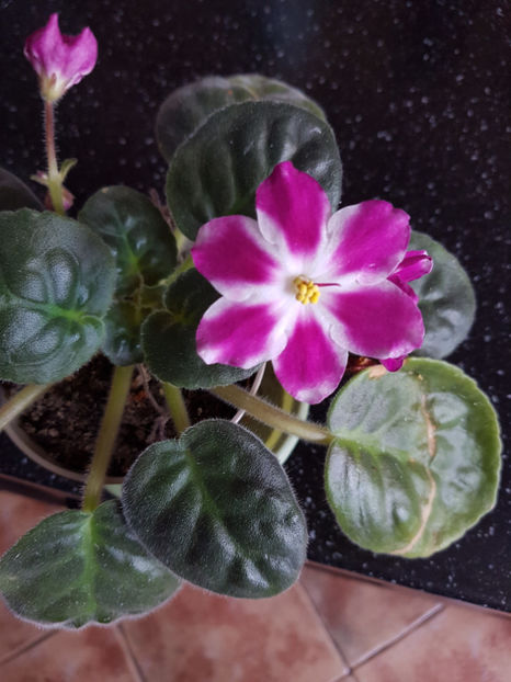 RS - Triumf - Violete africane octombrie 2015