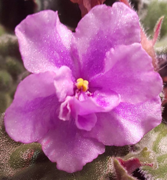 Calico Queen - chimera - Violete Africane august 2016